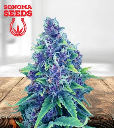 blueberry-diesel-autoflowering-image