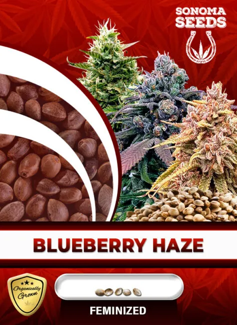 blueberry-haze-image