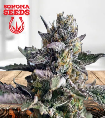 blueberry-yum-yum-autoflowering-image