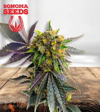 bubba-kush-autoflowering-image
