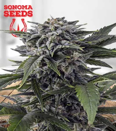 bubba-white-autoflowering-image