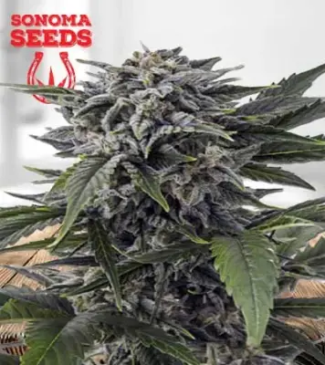 Bubba White Autoflowering