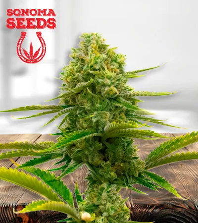 bubblegum-autoflowering-image