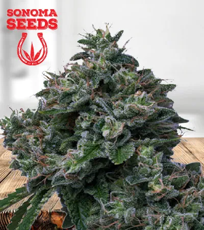 butter-og-autoflowering-image