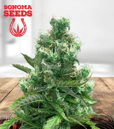 cafe-racer-autoflowering-image