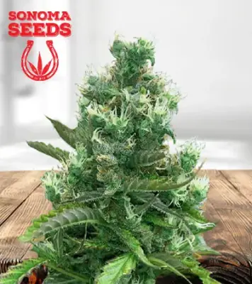Cafe Racer Autoflowering