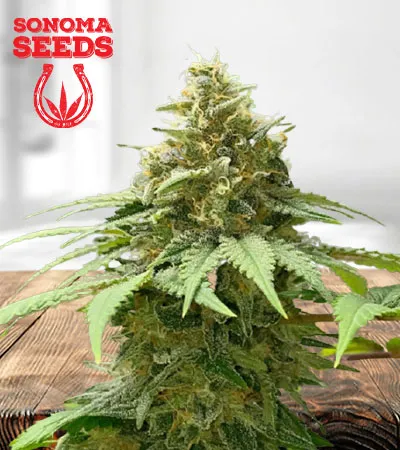 california-orange-autoflowering-image