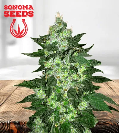 candy-cane-autoflowering-image