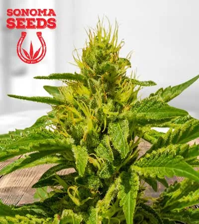 cataract-kush-image
