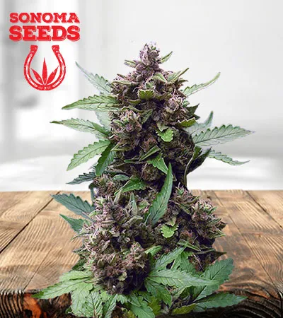 cb-autoflower-cheese-image