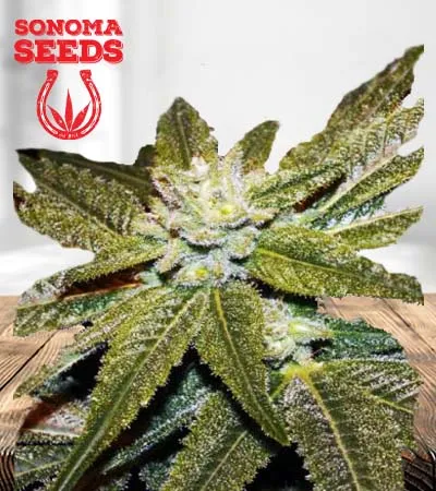 CBD Elixir Regular