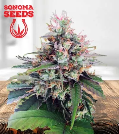 cbd-god-regular-image
