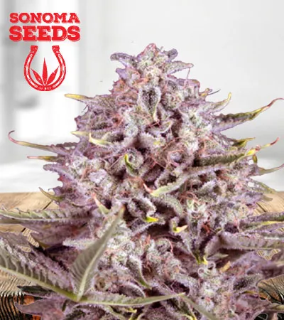 cbd-gorilla-fast-flower-image