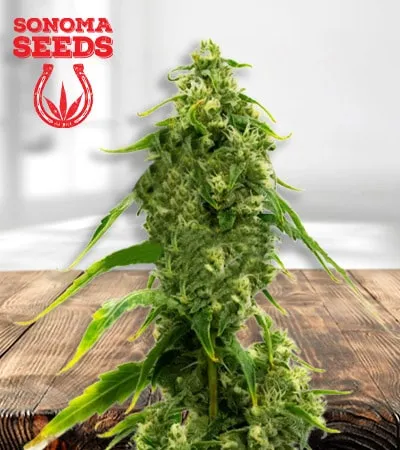 cbd-harlequin-kimbo-kush-fast-version-image