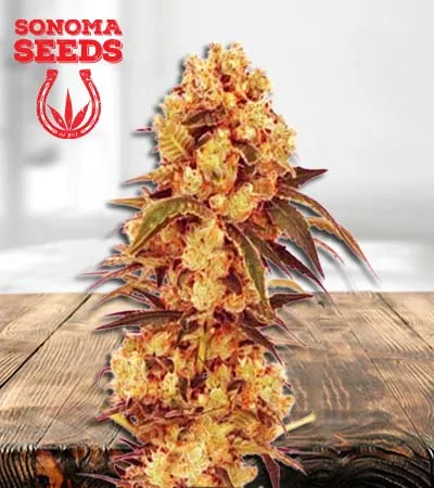 CBD Hemp Star Feminized