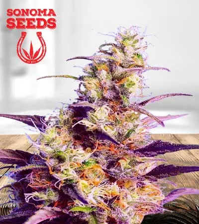 cbd-indica-fast-version-image