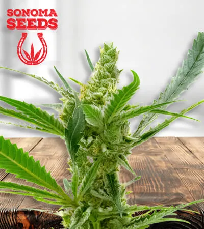 cbd-kush-image