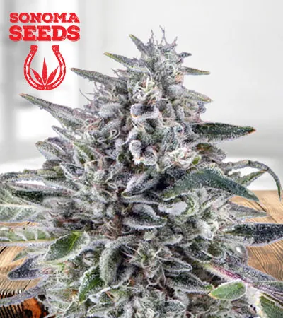 Cereal Milk Autoflowering