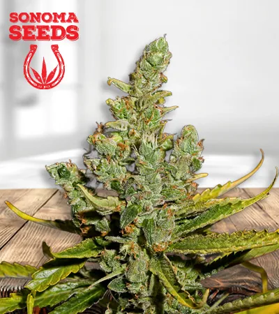 cheese-autoflowering-image