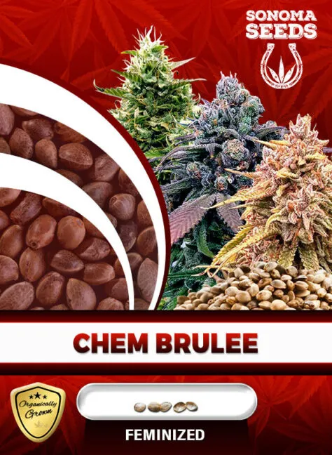 chem-brulee-image