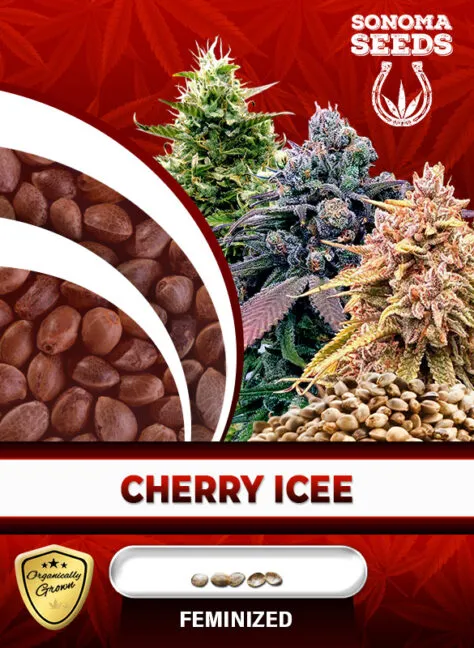 cherry-icee-image