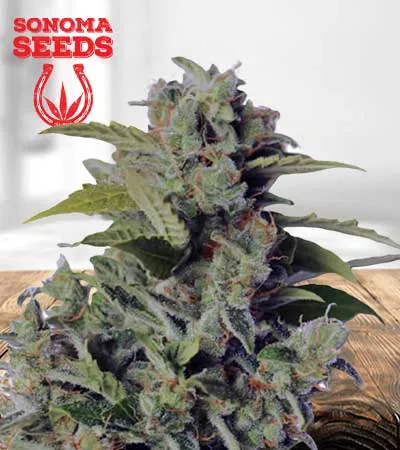 cherry-kush-autoflowering-image
