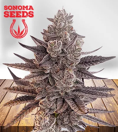 chunky-nova-autoflowering-image