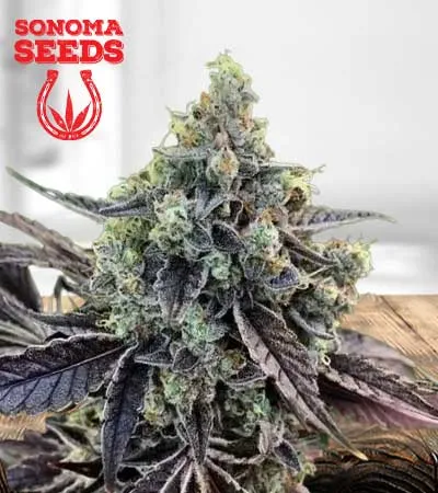 Cookie Dawg Autoflowering