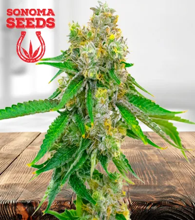 cream-autoflowering-image