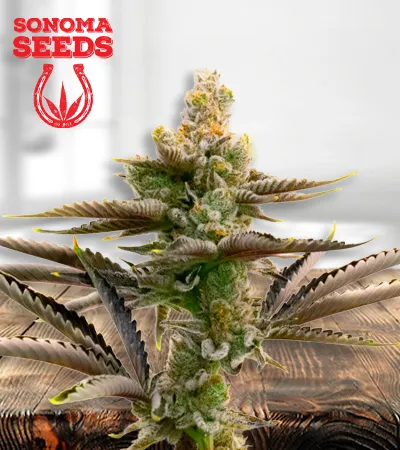 Cream Candy Autoflowering
