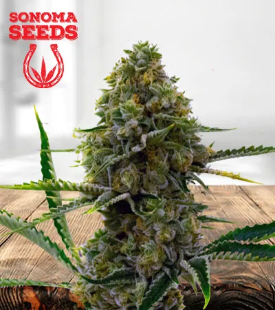 critical-auto-fast-bud-image