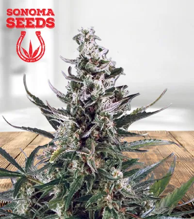 critical-autoflowering-image