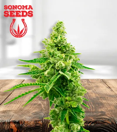 Critical Mass Autoflowering