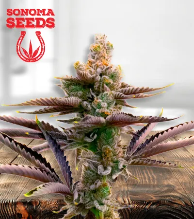 critical-purple-autoflowering-image