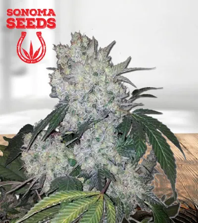 diamond-kush-autoflowering-image