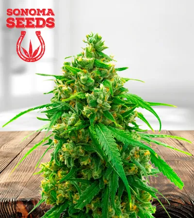 diesel-autoflowering-image