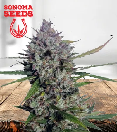 Diesel Berry Autoflowering