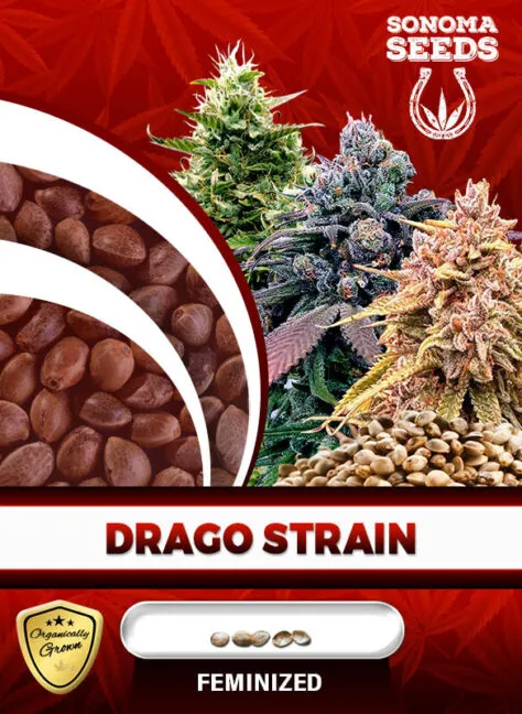 drago-image