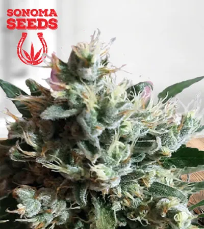 dutch-dragon-autoflowering-image