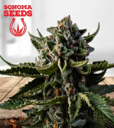 Dutch Treat Autoflowering
