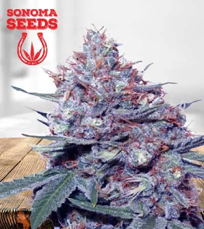 Dwarf King Autoflowering