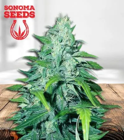 dwarf-low-flyer-autoflowering-image