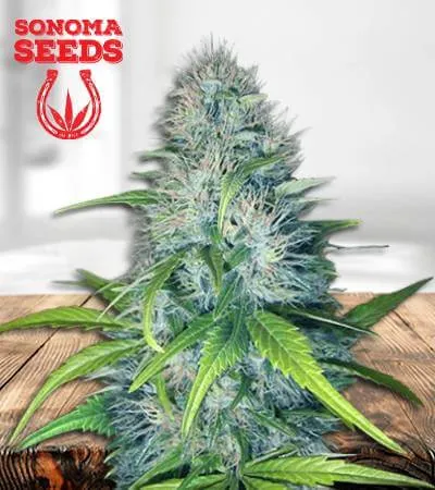 Early Miss Autoflowering