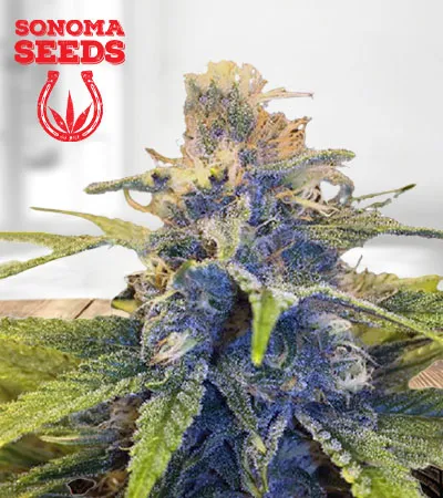 East Coast Alien Feminized Fast Version