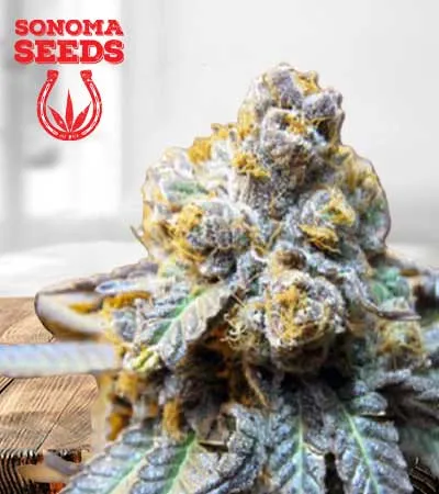 elephant-autoflowering-image