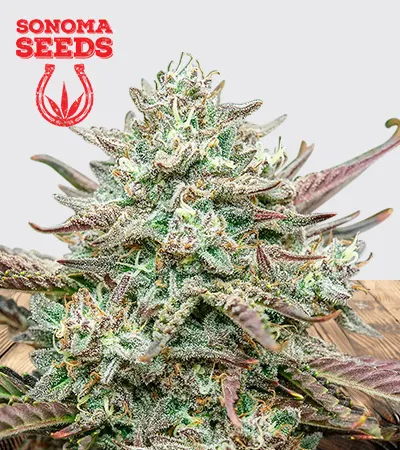 face-fat-autoflowering-image