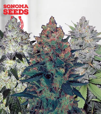 Feminized Mix