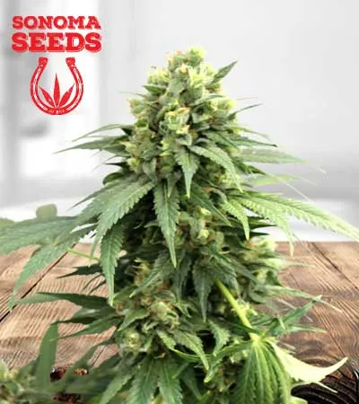 fresh-candy-autoflowering-image