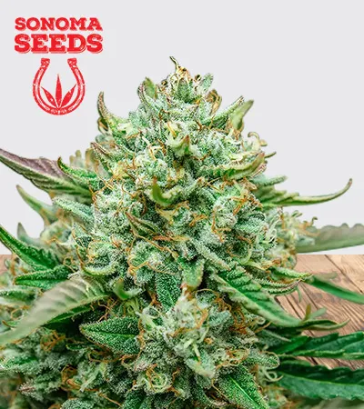 Froot by the Foot Autoflowering