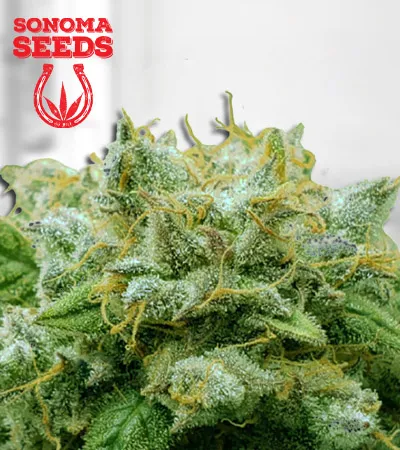 frosted-zin-autoflowering-image